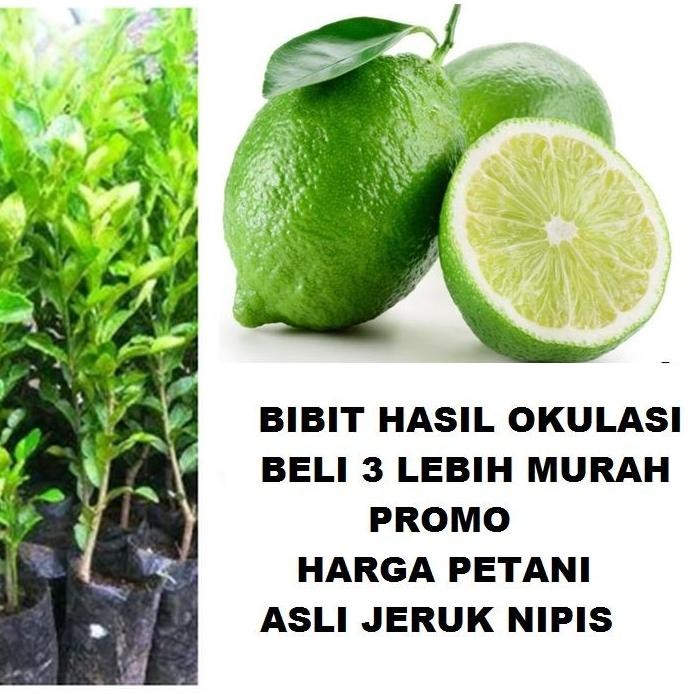 

Terlaris Bibit Tanaman Pohon Jeruk Nipis Hasil Okulasi Jaminan Asli