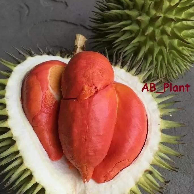 

Terlaris Bibit Durian Merah Super Okulasi Siap Berbuah