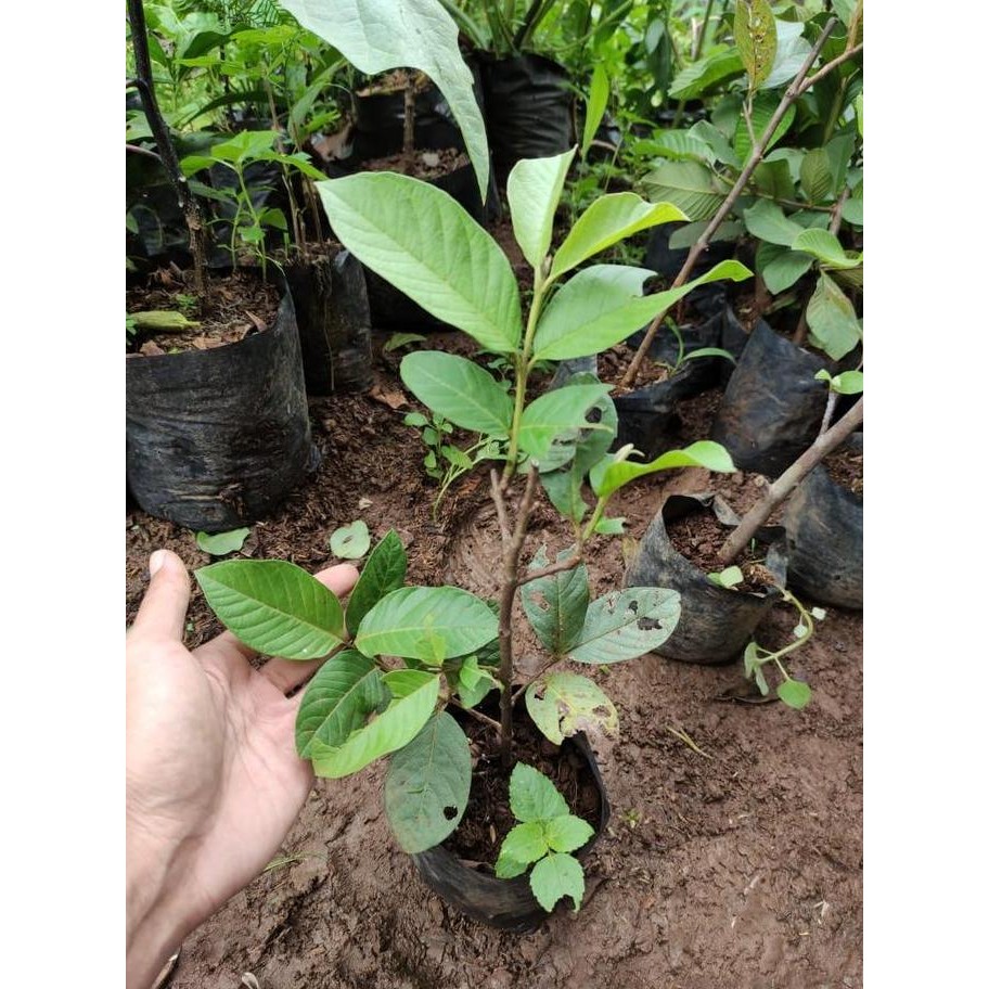 

Terlaris Bibit Jambu Getas Merah Cangkok / Pohon Jambu Merah