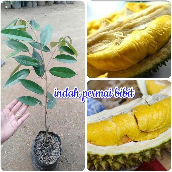 

Terlaris Bibit Tanaman Durian Mdur 88