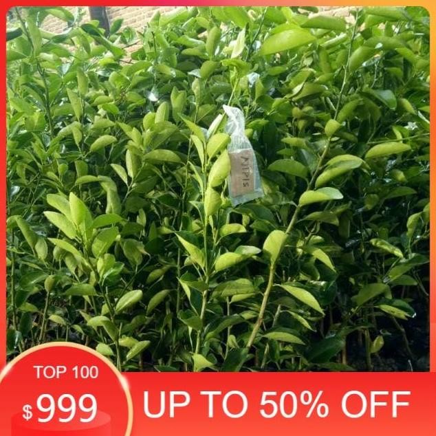 

Terlaris Bibit Buah Jeruk Nipis Okulasi