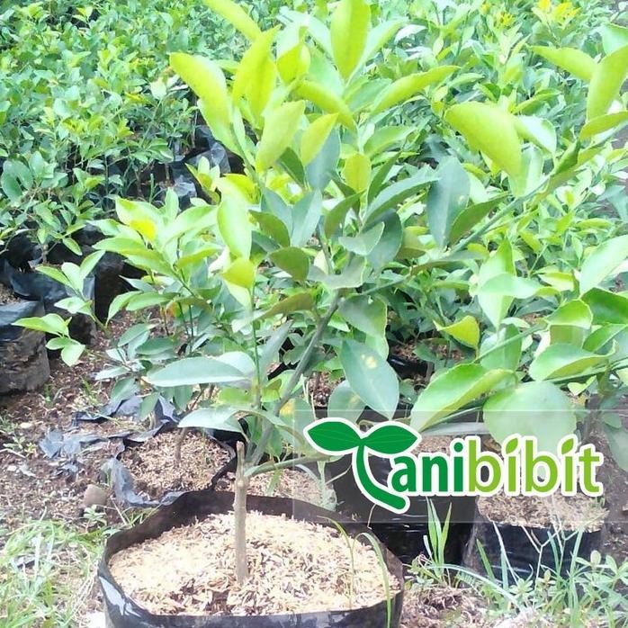 

Terlaris Bibit Jeruk Nipis Super - Tanaman Pohon Jeruk Nipis
