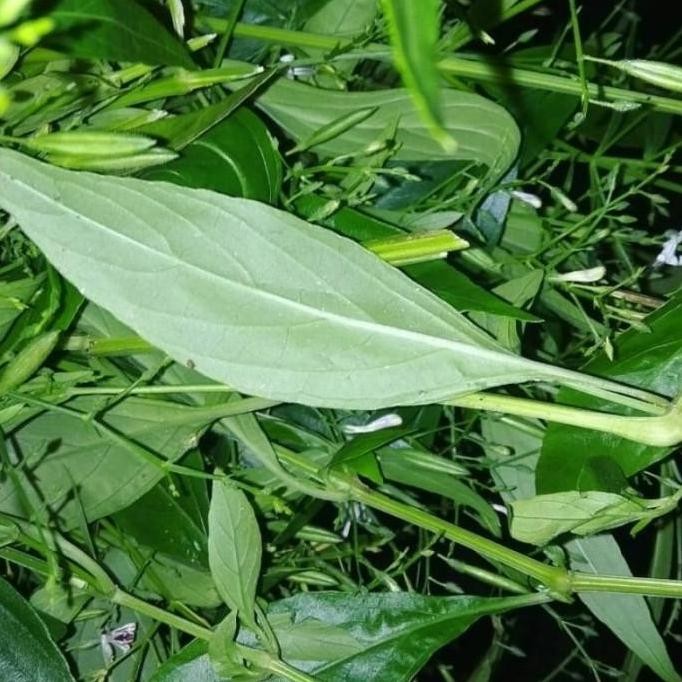 

Terlaris Tanaman Herbal Daun Sambiloto/Bibit Tanaman Obat Daun Sambiloto