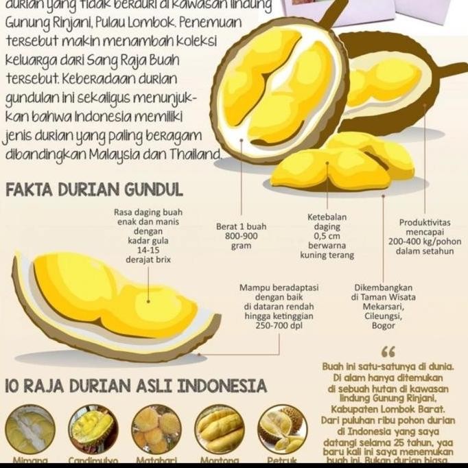 

Terlaris Bibit Tanaman Durian Gundul Lombok - Durian Super Premiun