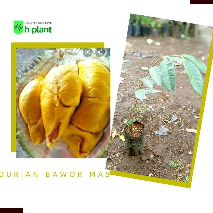 

Terlaris Bibit Pohon Durian Bawor-Monthong Bawor