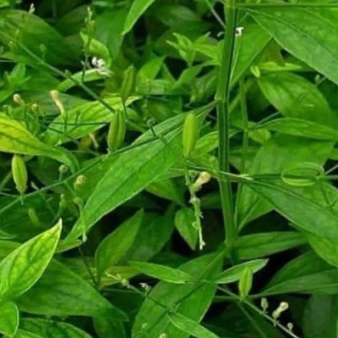 

Terlaris Cod Jual Tanaman Herbal /Bibit Tanaman Sambiloto/ Benih Tanaman Sambiloto Ready