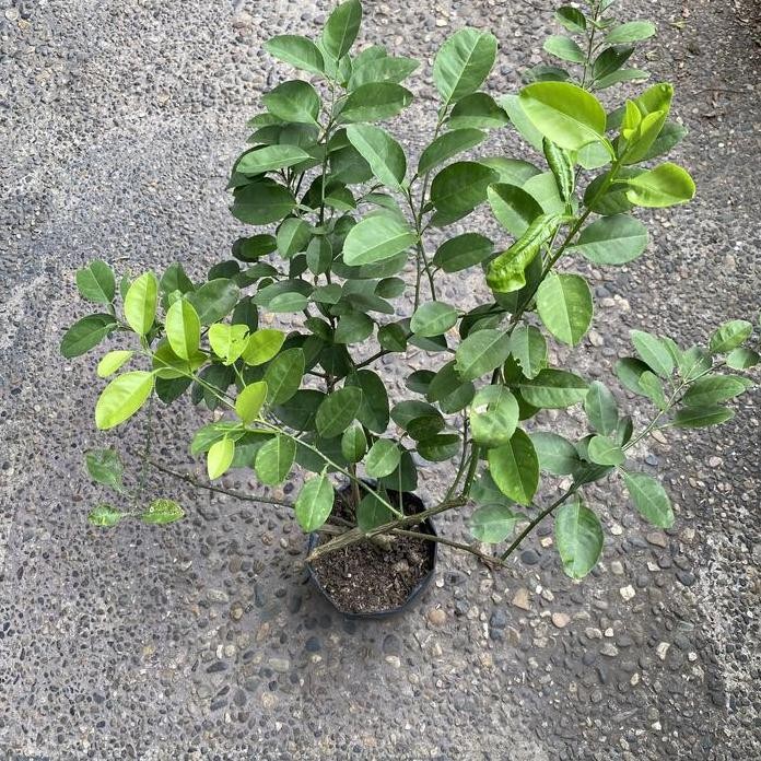 

Terlaris Bibit Tanaman Jeruk Nipis