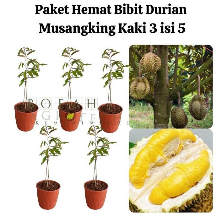 

Terlaris Paket Hemat Bibit Durian Musangking Kaki 3 Isi 5 Bonus Bibit Strawbery