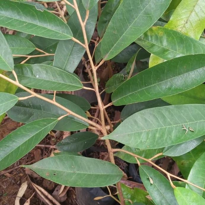 

Terlaris Bibit Durian Varietas Super Red