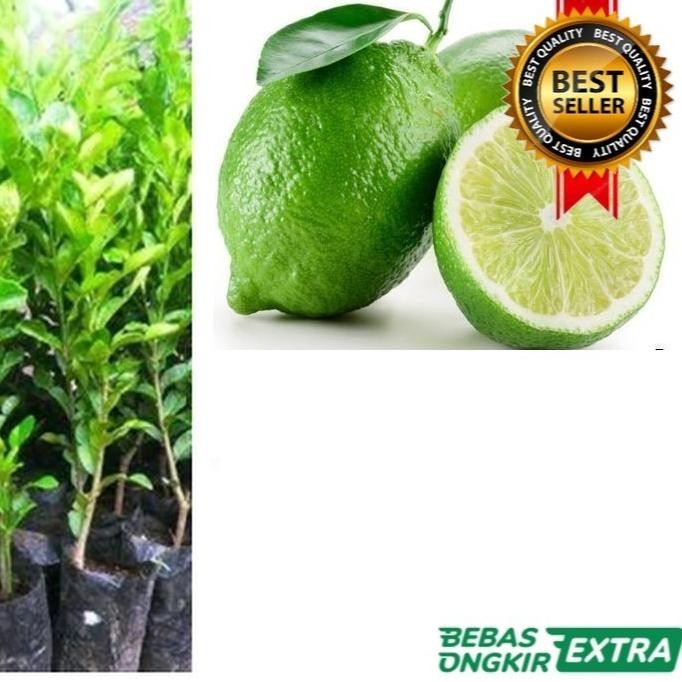 

Terlaris Tanaman Jeruk Nipis Kondisi Berbuah/Berbunga+Bonus Bibit Jeruk Purut Bali Jumbo