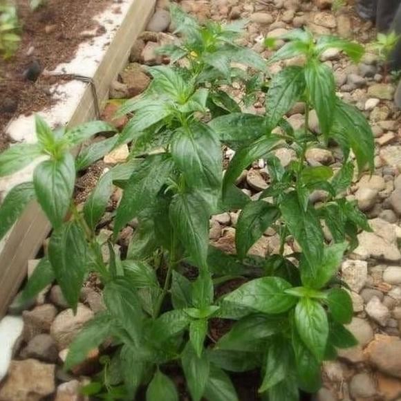 

Terlaris Tanaman Daun Sambiloto Bibit Sambiloto Ytojrw 4410Qb