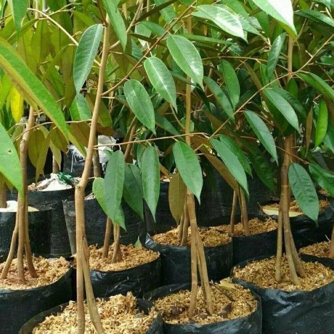 

Terlaris Bibit Durian Kaki 3 Sertifikat Bergaransi