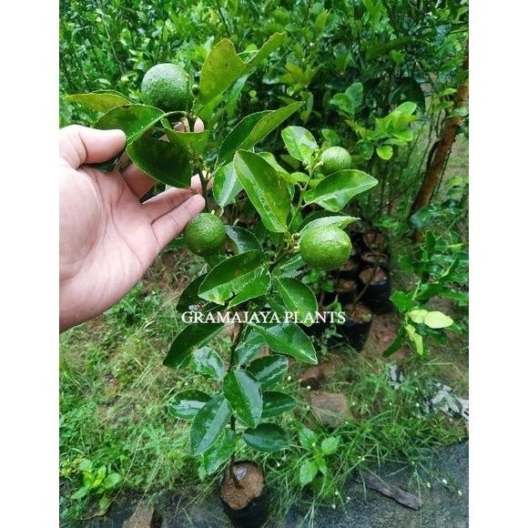 

Terlaris Tanaman Buah Bibit Jeruk Nipis Kondisi Sudah Berbuah Siap Tanam