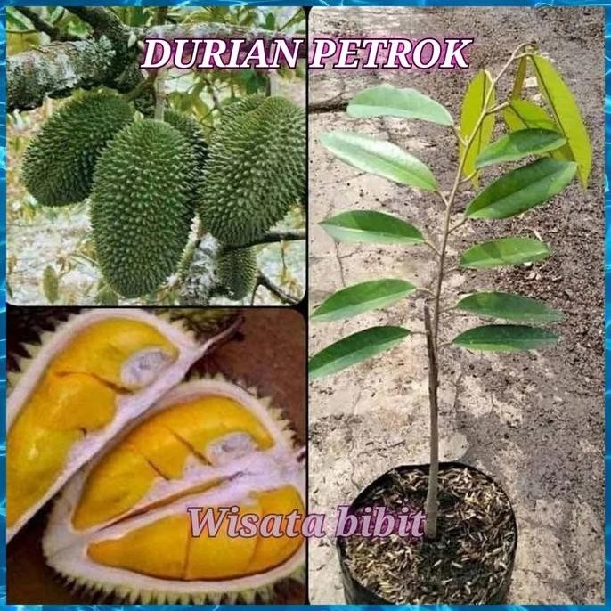 

Terlaris Bibit Durian Petrok Super Unggul
