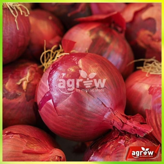 

Terlaris Ready Fresh 35 Benih Bawang Merah Lokananta Cap Panah Merah - Bibit Tanaman Sayur