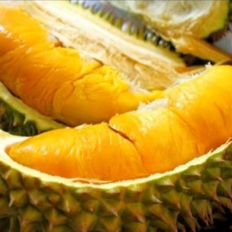 

Terlaris Promo Bibit Durian Musangking Dan Super Tembaga 50 Cm