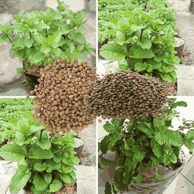 

Terlaris Paket 5 Bibit Herbal & Tanaman Daun Papper Mint Bahan Alami Untuk Membuat Minuman/Makanan Yang Segar Dan Menyegarkan [20-30]
