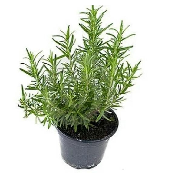 

Terlaris Bibit Tanaman Rosemary