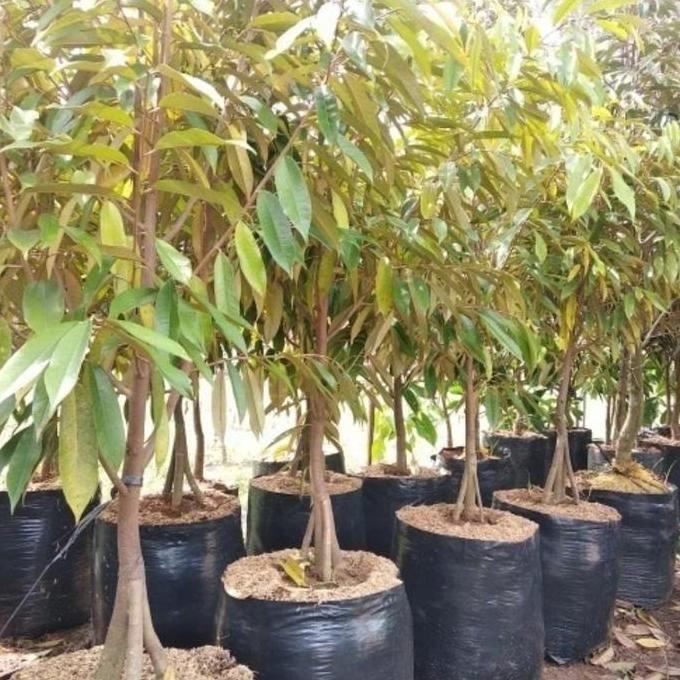 

Terlaris Bibit Tanaman Buah Durian Musangking Kaki 3 Tinggi 1 Meter Kualitas Unggul
