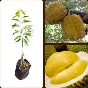 

Terlaris Bibit Durian Duri Hitam / Ochee (Kaki 3) Super Mantul