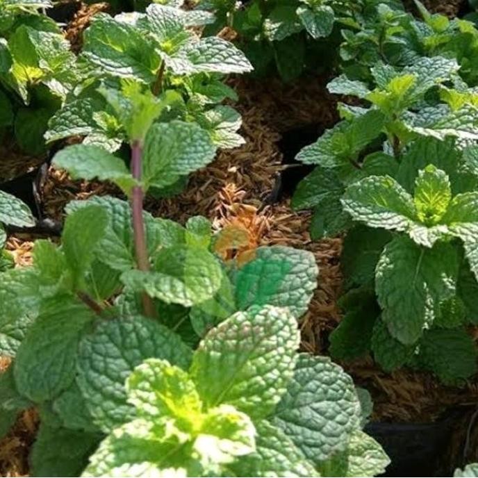 

Terlaris Bibit Daun Mint - Bibit Daun Mint Super Isi 2 Bibit