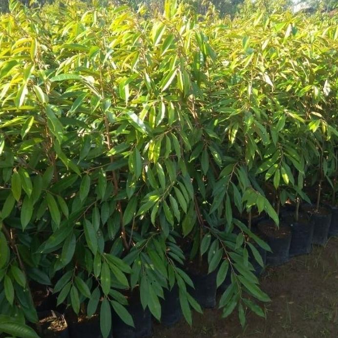 

Terlaris Bibit Durian Musangking,Bawor,Duri Hitam Kaki Tunggal Unggul