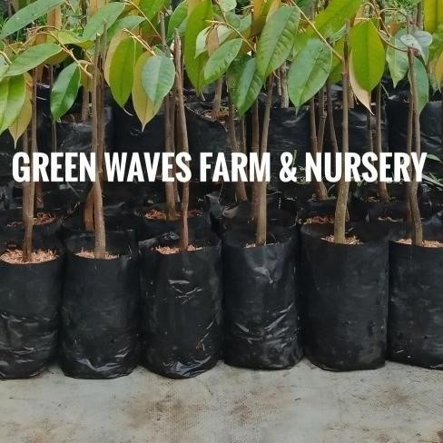 

Terlaris Bibit Durian Gold Fish/Ikan Mas/Kim Hu 40 Cm - 50 Cm