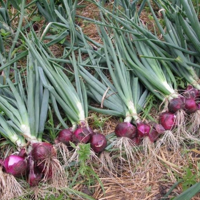 

Terlaris 100 Benih Bawang Merah Lokananta F1 Hibrida Bibit Tanaman Sayuran