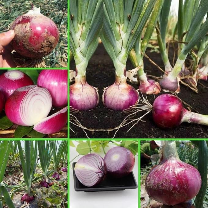 

Terlaris 50 Benih [Pasti Lebih Hemat Bagi Para Pemula]Bawang Merah Biji/Bibit