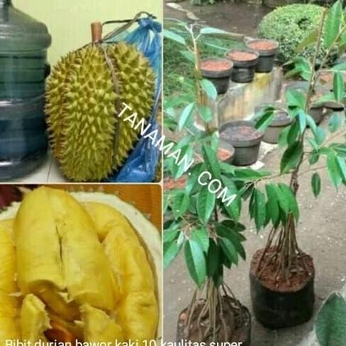 

Terlaris Bibit Tanaman Buah Durian Bawor Kaki 10...1Meter Kualitas Super