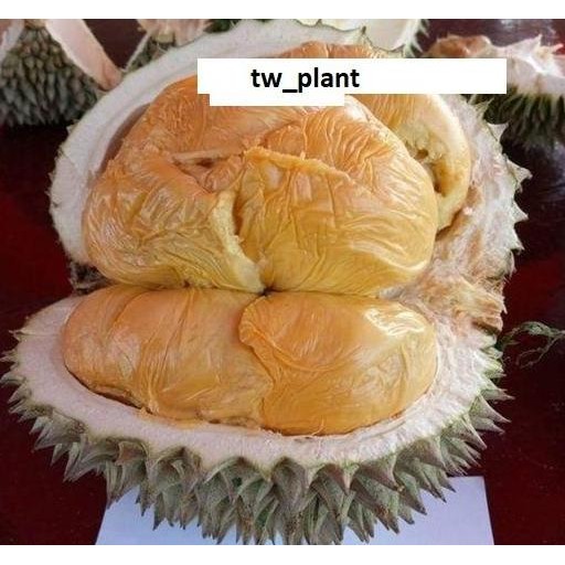 

Terlaris Bibit Durian Salopa Cepat Berbuah