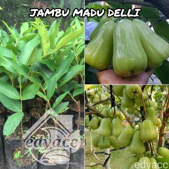 

Terlaris Benih Bibit Jambu Air Madu Delly