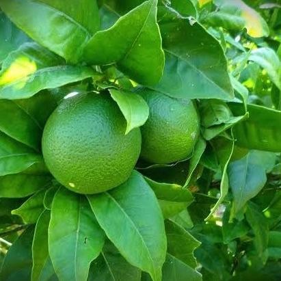 

Terlaris Bibit Buah Jeruk Nipis Tanaman Buah Jeruk Bibit Jeruk Hasil Okilasi