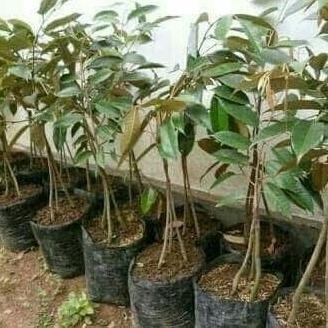 

Terlaris Paket 10 Bibit Tanaman Hidup Buah Durian Bawor Kaki 3