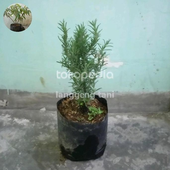 

Terlaris Bibit Tanaman Rosemary Herbal