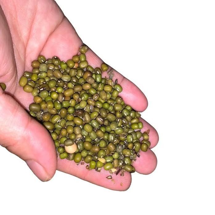 

Terlaris Kacang Ijo Mentah Berat 500G Dan 1 Kg Kacang Ijo Kering Wijen Bahan