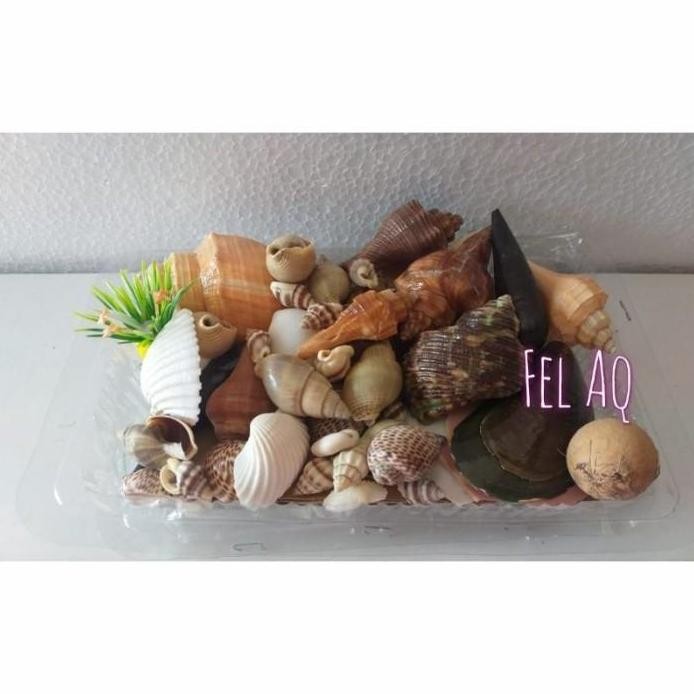 

Terlaris Hiasan Aneka Kerang Keong Aquarium