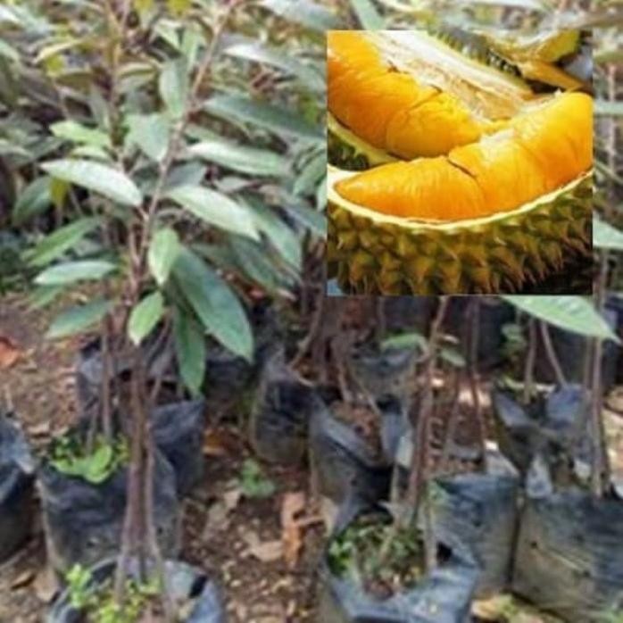 

Terlaris Bibit Durian Musangking Kaki 3