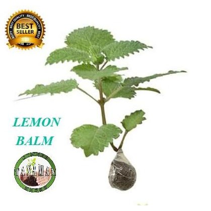 

Terlaris Bibit Tanaman Daun Lemon Balm Mint Herbal Mellisa
