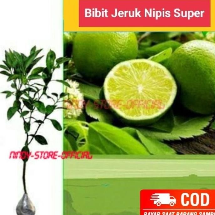 

Terlaris Terlaris Sudah Berbuah Bibit Tanaman Buah Jeruk Nipis Super Okulasi