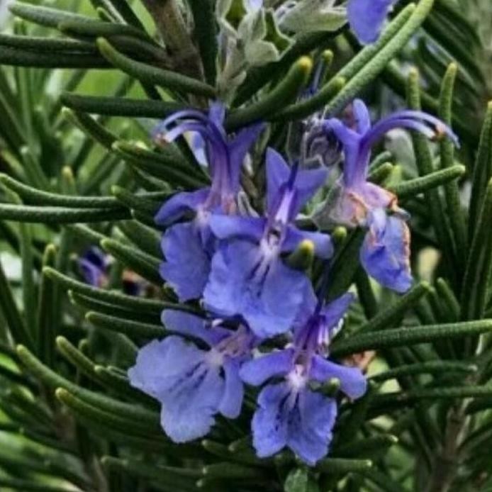 

Terlaris Bibit Bunga Rosemary Super
