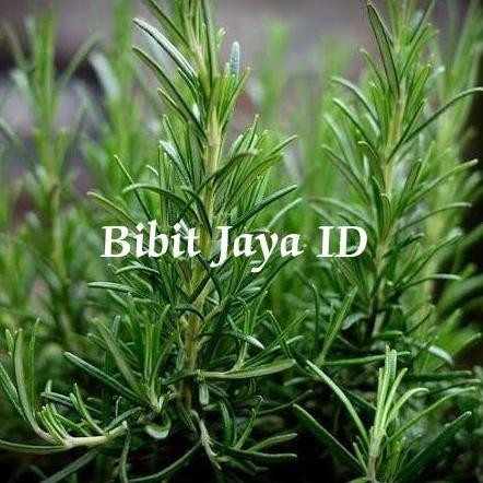 

Terlaris Bibit Tanaman Hias Rosemary - Herbal