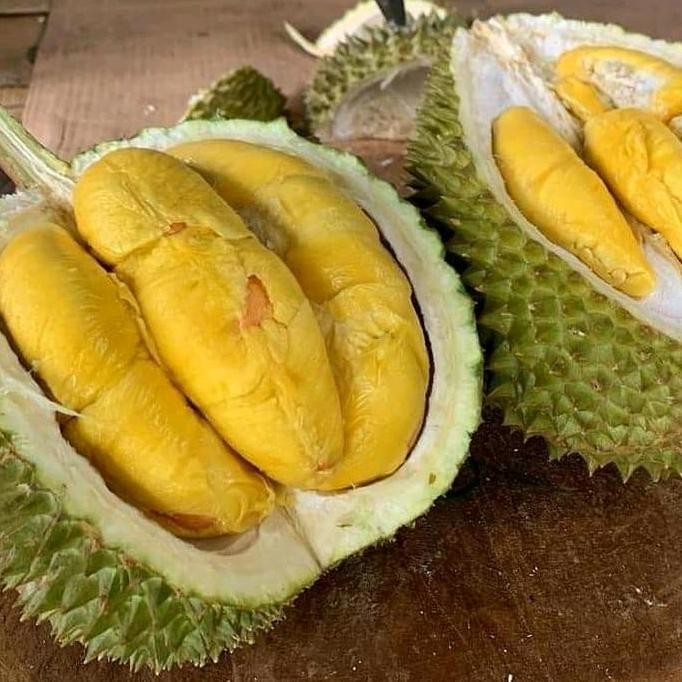 

Terlaris Bibit Durian Musang King Kaki 3 Super