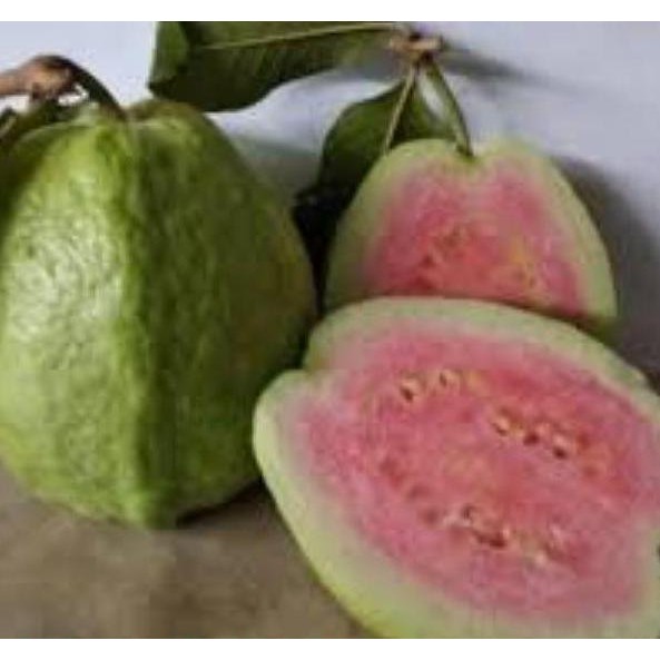 

Terlaris Bibit Jambu Biji Bangkok Merah Cangkok