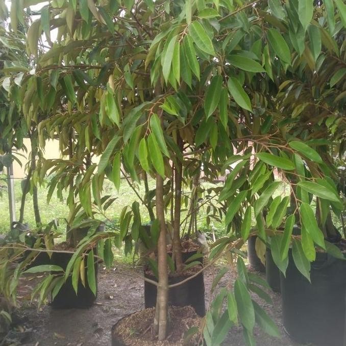 

Terlaris Bibit Pohon Durian Ochee ( Batang Besar ) Duri Hitam / Black Thorn