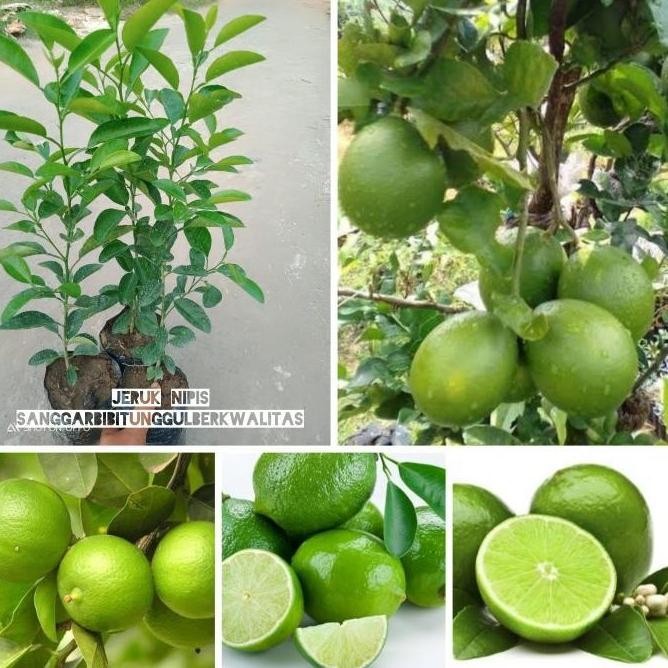 

Terlaris Bibit Tanaman Buah Jeruk Nipis/Jeruk Peras. Aaa Atv