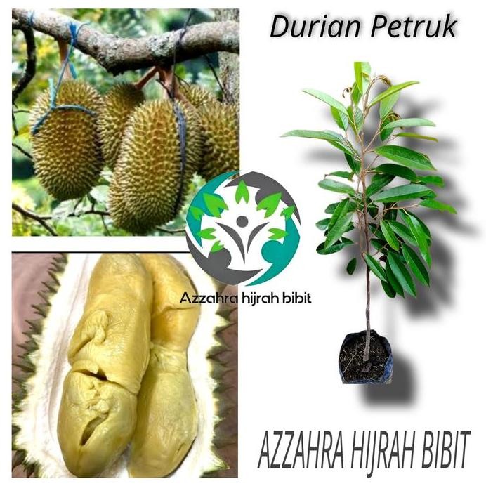 

Terlaris Bibit Tanaman Durian Petruk/Bibit Durian Okulasi