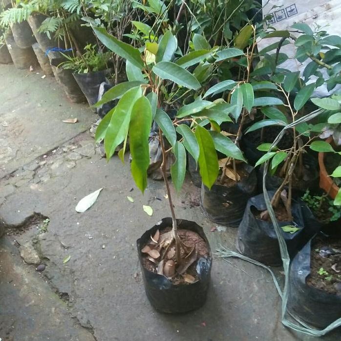 

Terlaris Bibit Pohon Durian Bawor Kaki 5