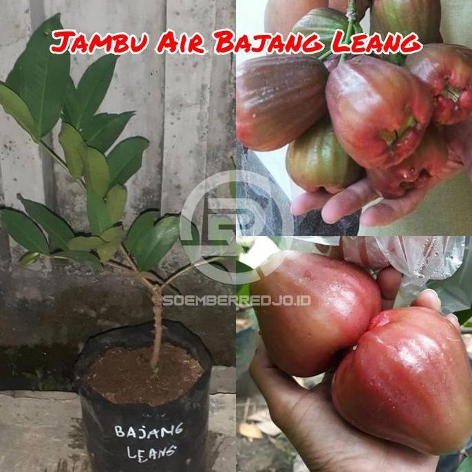 

Terlaris Bibit Jambu Air Bajang Leang