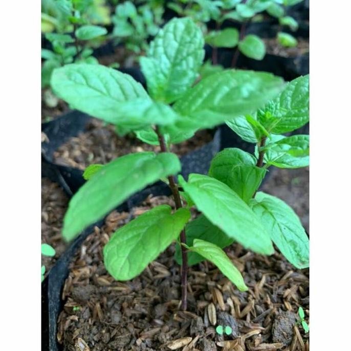 

Terlaris Tanaman Daun Chocolate Mint - Bibit Pohon Coklat Mint Herbal